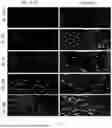 Fig. 02 - ADOPTIVE IMMUNOTHERAPY COMPOSITIONS AND METHODS OF TRACKING