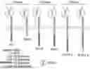 Fig. 01 - Chimeric Antigen Receptor-Modified NK-92 Cells