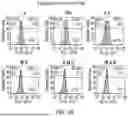 Fig. 03 - Chimeric Antigen Receptor-Modified NK-92 Cells