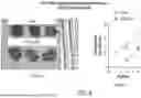 Fig. 10 - Chimeric Antigen Receptor-Modified NK-92 Cells