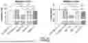 Fig. 27 - Chimeric Antigen Receptor-Modified NK-92 Cells