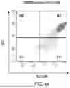 Fig. 47 - Chimeric Antigen Receptor-Modified NK-92 Cells