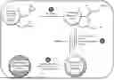 Fig. 01 - POLYMER-TEMPLATED HYDROXYAPATITE AND USES THEREOF FOR PURIFICATION OF TARGET MOLECULES
