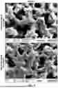Fig. 12 - MULTIMODAL CHROMATOGRAPHY RESINS WITH ANIONIC AND CATIONIC LIGANDS