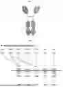 Fig. 02 - Novel bispecific protein and use thereof
