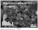 Fig. 09 - RECONSTRUCTED TAMARIND SEED POLYSACCHARIDE (TSP), AND PREPARATION METHOD AND USE THEREOF