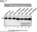 Fig. 09 - DNASE1-LIKE 3 AND ITS USE IN THERAPY