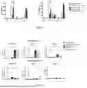 Fig. 02 - RECOMBINANT CHIMERIC PROTEIN, USE THEREOF, AND COMPOSITION