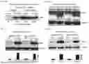 Fig. 02 - COMPOSITIONS AND METHODS FOR DIAGNOSING AND/OR TREATING KIDNEY INJURY