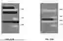 Fig. 12 - SECURE MULTI-USER BIOMETRIC TEMPLATE AUTHENTICATION