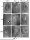 Fig. 08 - MODIFIED SIS MEMBRANE FOR TISSUE REPAIR, PREPARATION METHOD THEREFOR AND USE THEREOF