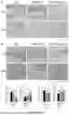 Fig. 09 - MODIFIED SIS MEMBRANE FOR TISSUE REPAIR, PREPARATION METHOD THEREFOR AND USE THEREOF