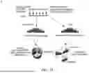 Fig. 41 - CLINICAL-GRADE THERAPEUTIC PROGENITORS GENERATED FROM TANKYRASE/PARP-INHIBITED PLURIPOTENT STEM CELL BANKS
