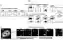 Fig. 02 - HIGH-RESOLUTION WHOLE GENOME IMAGING BY NUCLEIC ACID LOCUS AND BLOCK CODING