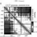 Fig. 06 - HIGH-RESOLUTION WHOLE GENOME IMAGING BY NUCLEIC ACID LOCUS AND BLOCK CODING