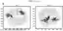 Fig. 10 - HIGH-RESOLUTION WHOLE GENOME IMAGING BY NUCLEIC ACID LOCUS AND BLOCK CODING