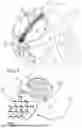 Fig. 02 - CRANIOPLASTY PROSTHESIS AND COMPONENTS THEREFOR