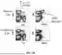Fig. 06 - METHODS FOR TREATING HAIR LOSS DISORDERS