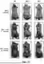 Fig. 48 - METHODS FOR TREATING HAIR LOSS DISORDERS