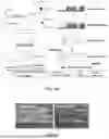 Fig. 09 - METHODS AND SYSTEMS FOR SORTING BIOLOGICAL PARTICLES
