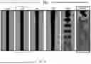 Fig. 04 - CREATING HYDROGEL FILMS USING A MULTILAYERED EXTRUSION REACTOR APPARATUS