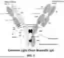 Fig. 02 - METHODS OF TREATING CANCERS ASSOCIATED WITH IMMUNOSUPPRESSIVE B CELLS