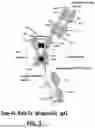 Fig. 04 - METHODS OF TREATING CANCERS ASSOCIATED WITH IMMUNOSUPPRESSIVE B CELLS