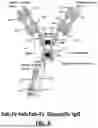 Fig. 07 - METHODS OF TREATING CANCERS ASSOCIATED WITH IMMUNOSUPPRESSIVE B CELLS