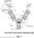 Fig. 08 - METHODS OF TREATING CANCERS ASSOCIATED WITH IMMUNOSUPPRESSIVE B CELLS