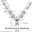 Fig. 09 - METHODS OF TREATING CANCERS ASSOCIATED WITH IMMUNOSUPPRESSIVE B CELLS