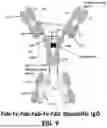 Fig. 10 - METHODS OF TREATING CANCERS ASSOCIATED WITH IMMUNOSUPPRESSIVE B CELLS