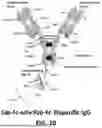 Fig. 11 - METHODS OF TREATING CANCERS ASSOCIATED WITH IMMUNOSUPPRESSIVE B CELLS