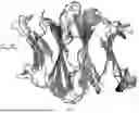 Fig. 02 - ANTI-ROR ANTIBODY CONSTRUCTS