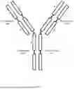 Fig. 04 - ANTI-ROR ANTIBODY CONSTRUCTS