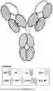 Fig. 05 - ANTI-ROR ANTIBODY CONSTRUCTS