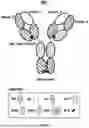 Fig. 07 - ANTI-ROR ANTIBODY CONSTRUCTS
