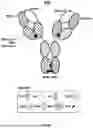 Fig. 16 - ANTI-ROR ANTIBODY CONSTRUCTS