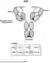 Fig. 18 - ANTI-ROR ANTIBODY CONSTRUCTS