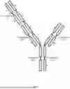 Fig. 23 - ANTI-ROR ANTIBODY CONSTRUCTS
