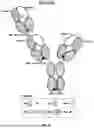 Fig. 24 - ANTI-ROR ANTIBODY CONSTRUCTS