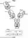 Fig. 27 - ANTI-ROR ANTIBODY CONSTRUCTS