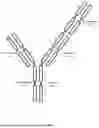 Fig. 28 - ANTI-ROR ANTIBODY CONSTRUCTS