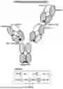 Fig. 29 - ANTI-ROR ANTIBODY CONSTRUCTS