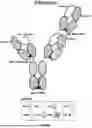 Fig. 32 - ANTI-ROR ANTIBODY CONSTRUCTS