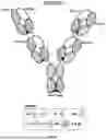 Fig. 37 - ANTI-ROR ANTIBODY CONSTRUCTS