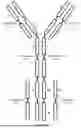 Fig. 40 - ANTI-ROR ANTIBODY CONSTRUCTS
