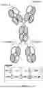 Fig. 41 - ANTI-ROR ANTIBODY CONSTRUCTS