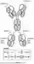 Fig. 42 - ANTI-ROR ANTIBODY CONSTRUCTS