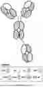 Fig. 45 - ANTI-ROR ANTIBODY CONSTRUCTS
