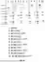 Fig. 47 - ANTI-ROR ANTIBODY CONSTRUCTS